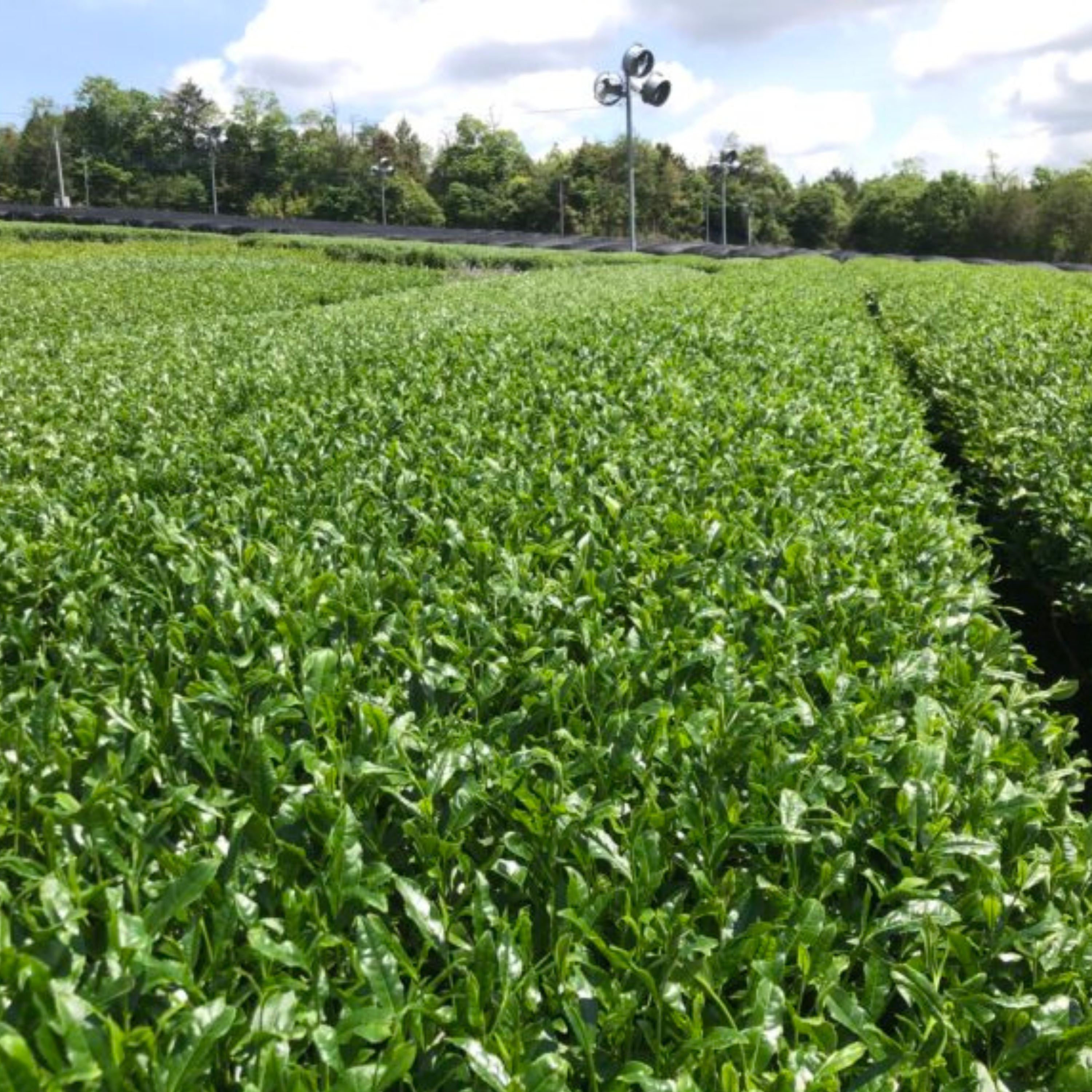 Fuji Matcha - Organic Matcha